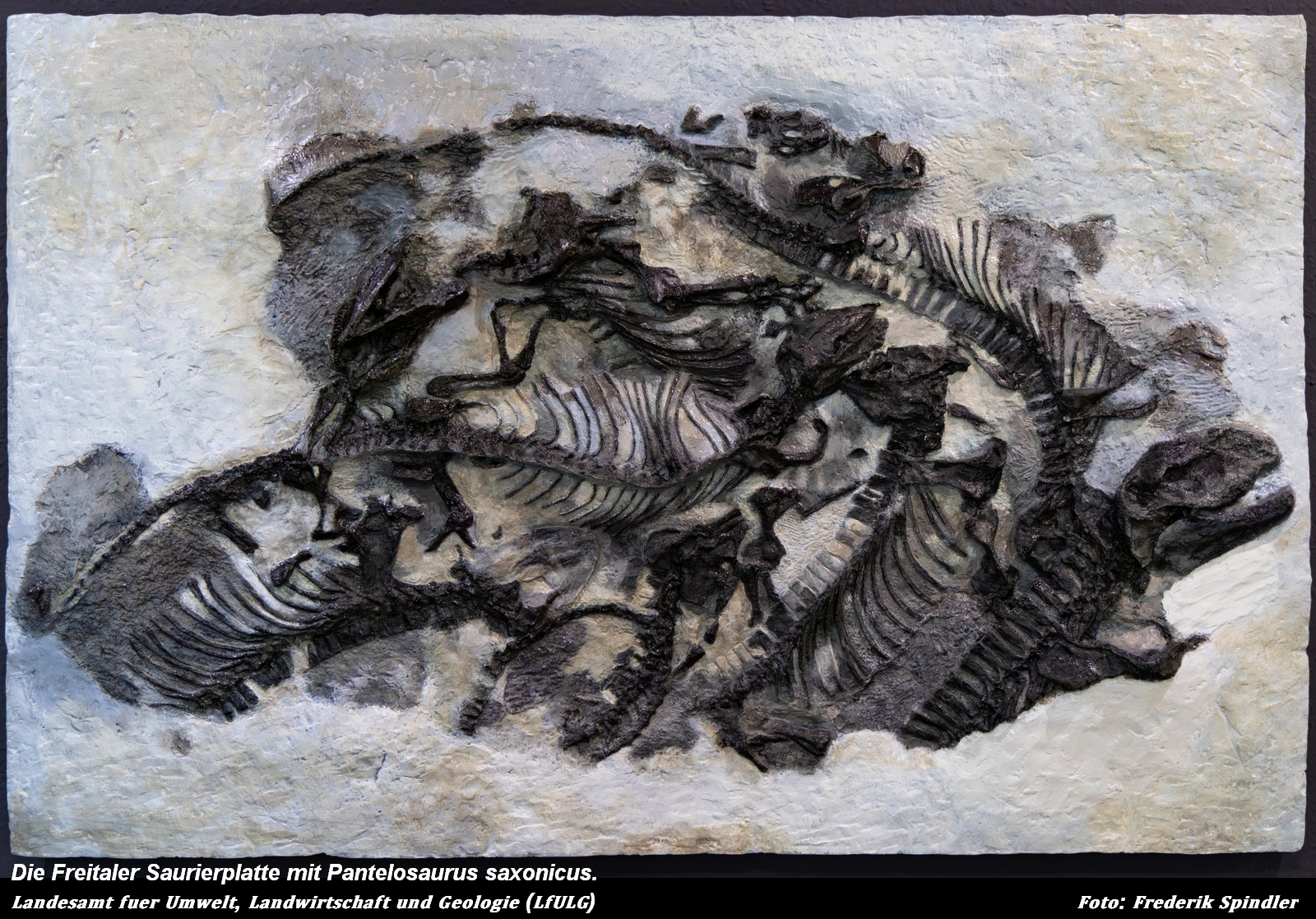 Weltweit einzigartiges Fossil in dieser Qualtiät - Freitaler Saurierplatte zieht ins Naturkundemuseum Chemnitz ein